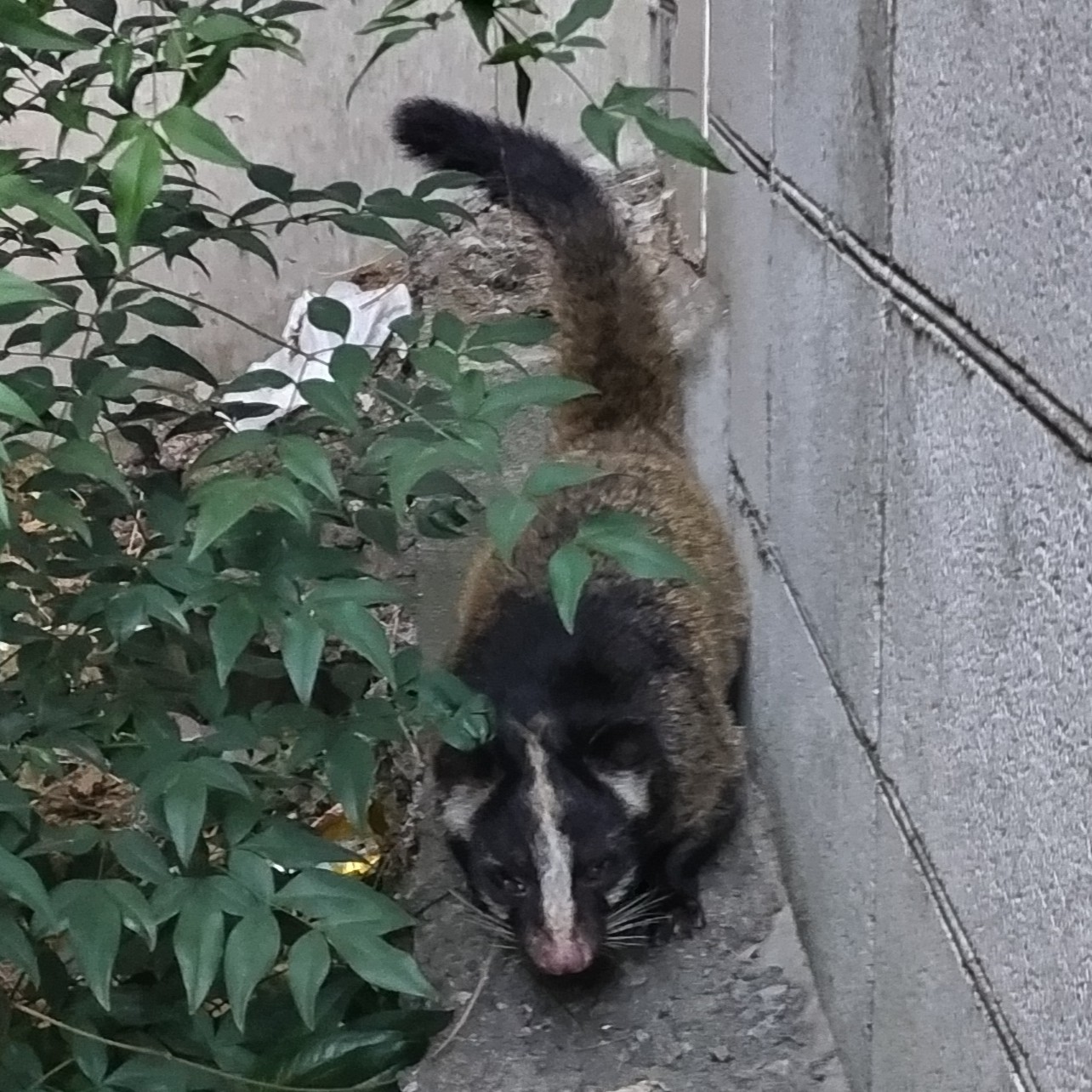 ジャコウネコの仲間